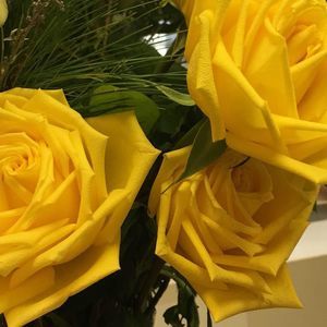 Meet your Posher, Dianne